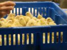 Chick Boxes/Farm Racks